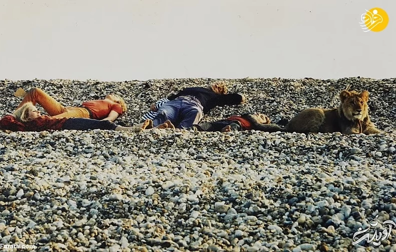 (تصاویر) داستان یک شیر؛ از بنز سواری تا رهایی در حیات وحش کنیا